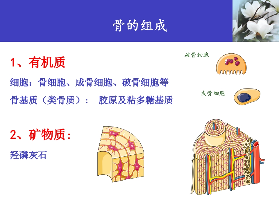 骨质疏松科普知识