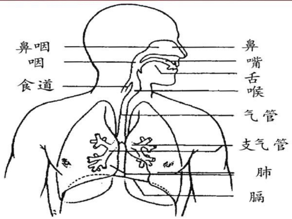 海姆立克急救法