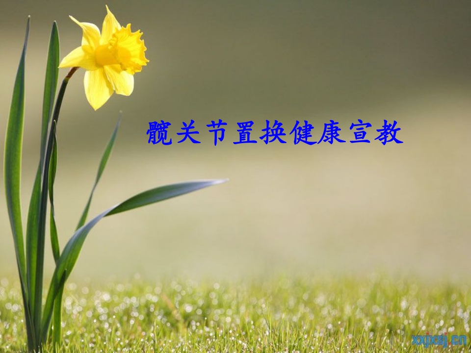 髋关节置换健康宣教