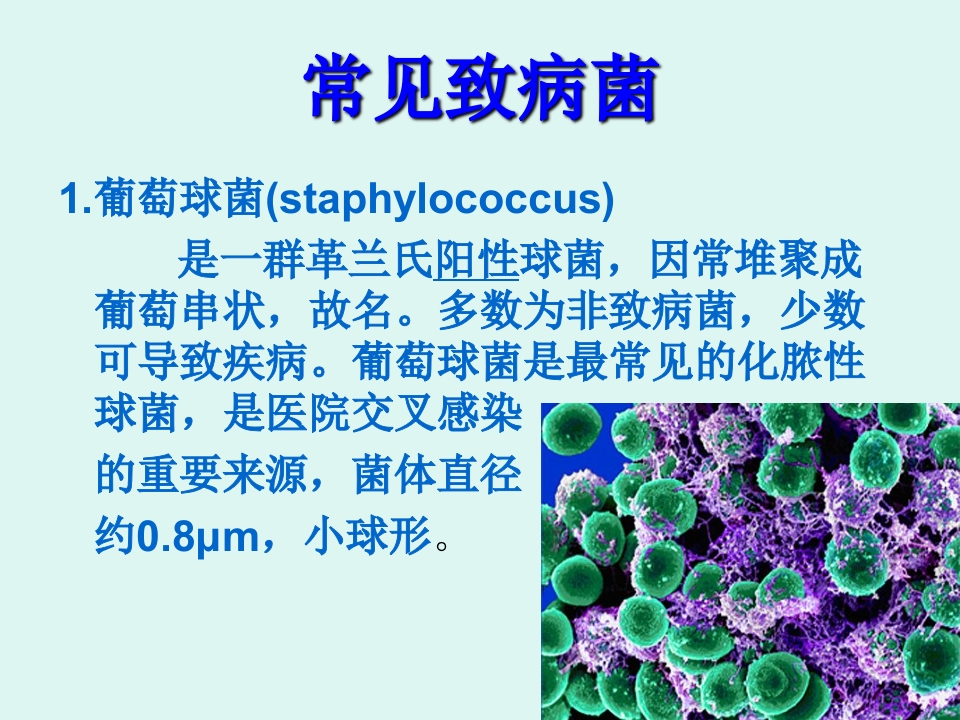 医院感染的常见细菌