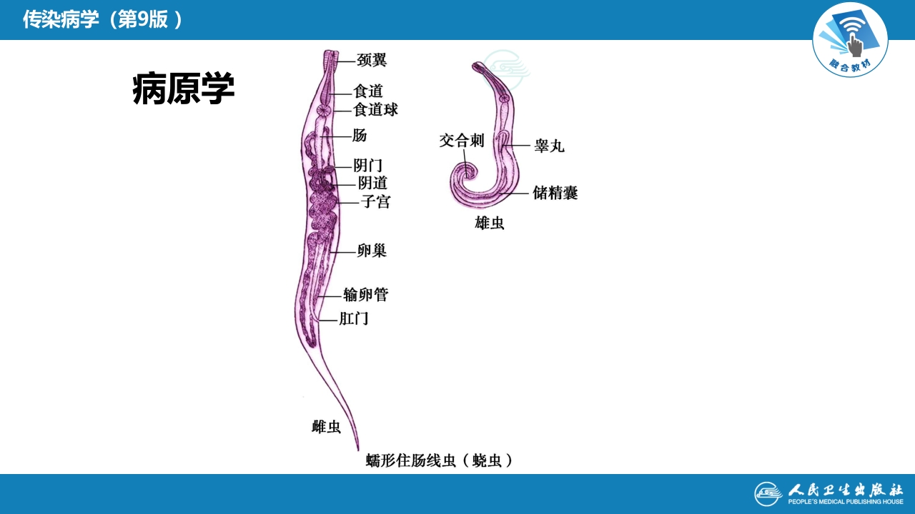 第八章 蠕虫病 第三节 线虫病（二）