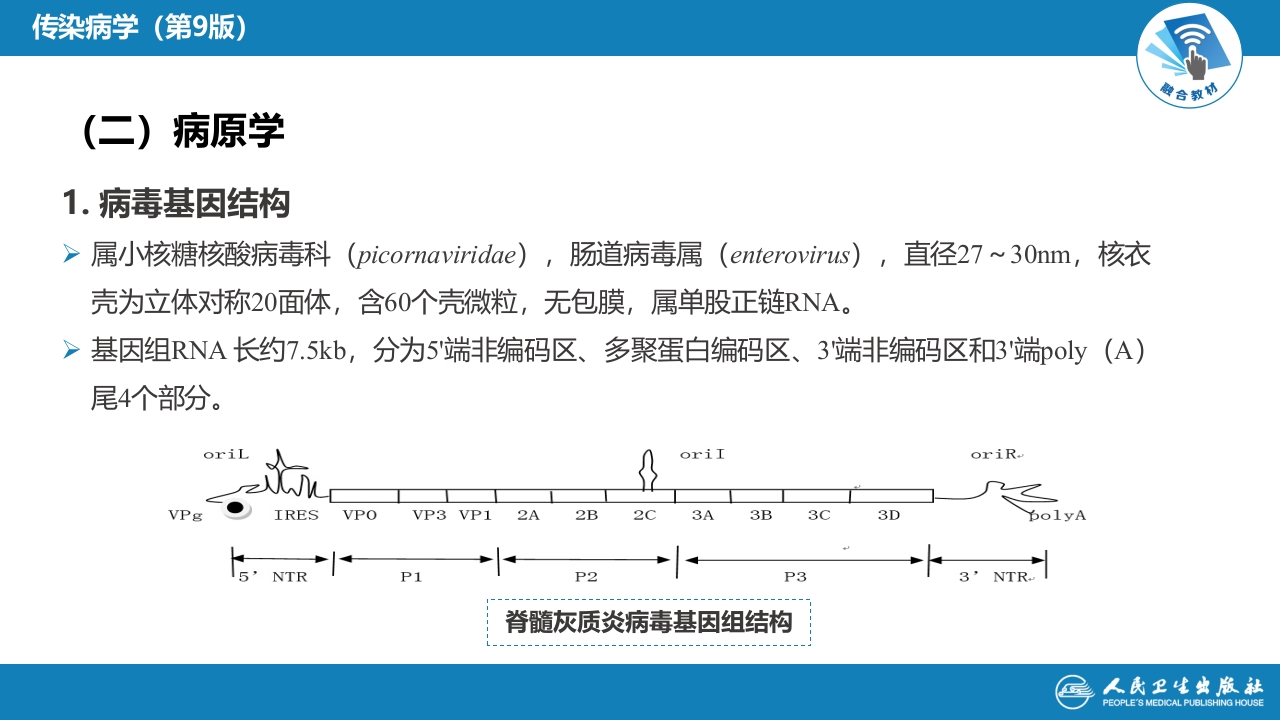 第二章 病毒性传染病 第二节 肠道病毒感染 脊髓灰质炎+柯萨奇病毒感染