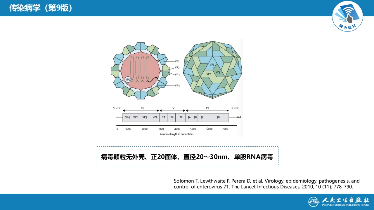 第二章 病毒性传染病 第二节 肠道病毒感染 手足口病+病毒感染性腹泻