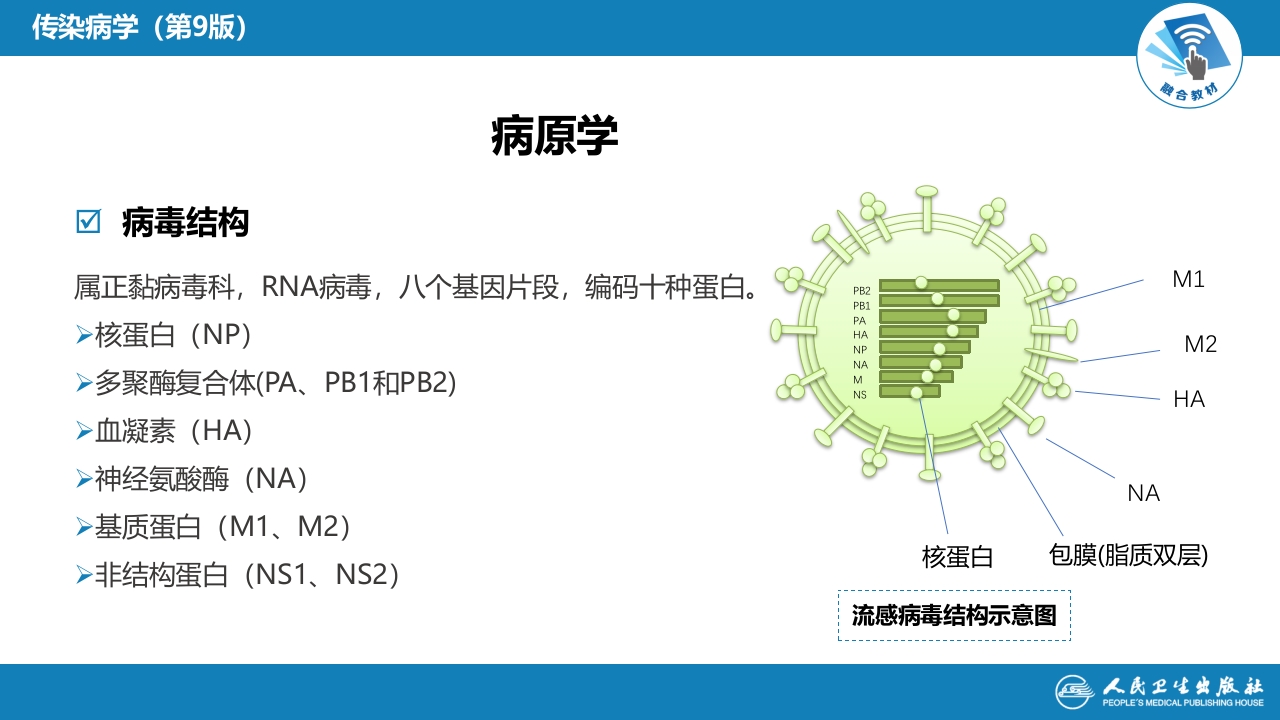 第二章 病毒性传染病 第三节 流行性感冒病毒感染