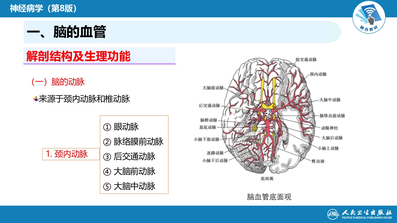第二章 神经系统的解剖、生理及病损的定位诊断（2）