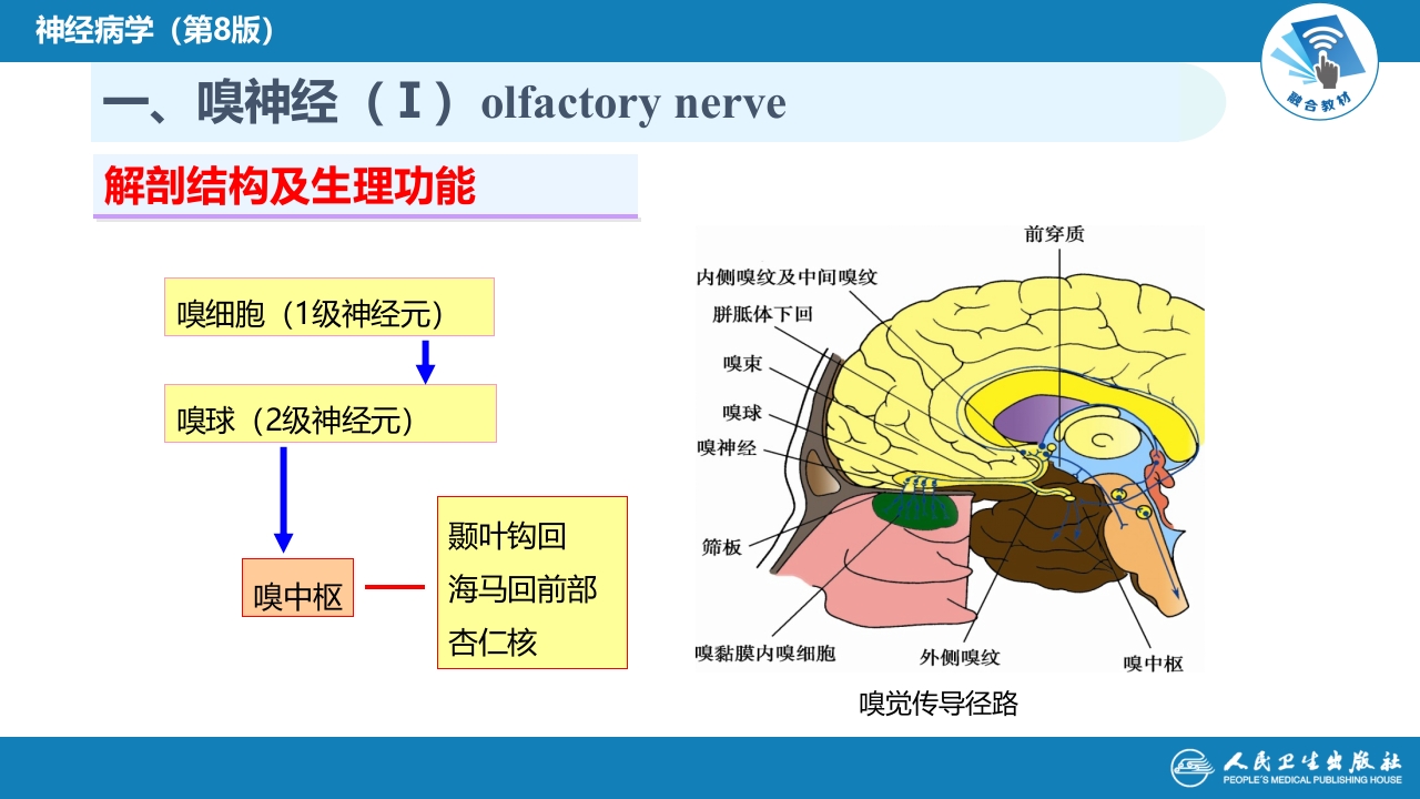 第二章 神经系统的解剖、生理及病损的定位诊断（3）