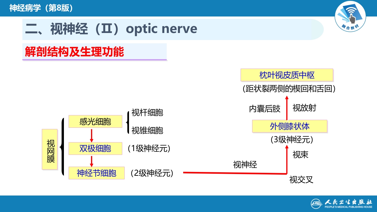 第二章 神经系统的解剖、生理及病损的定位诊断（3）