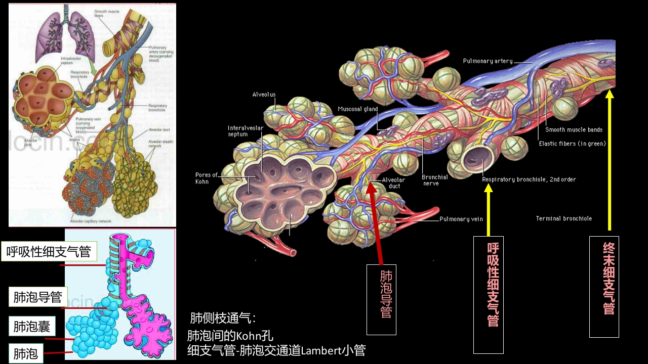 肺部影像学部分病理征象解读