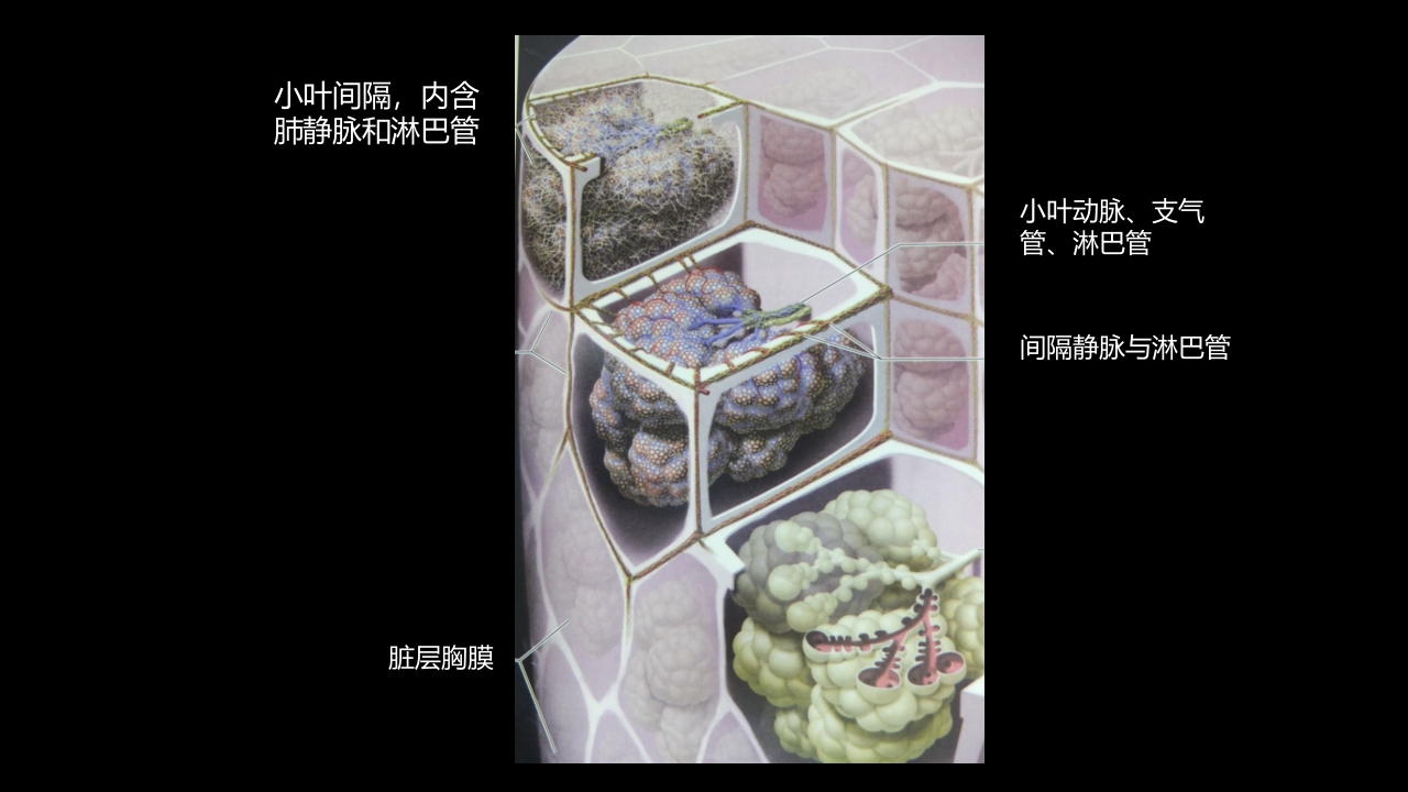 肺部影像学部分病理征象解读