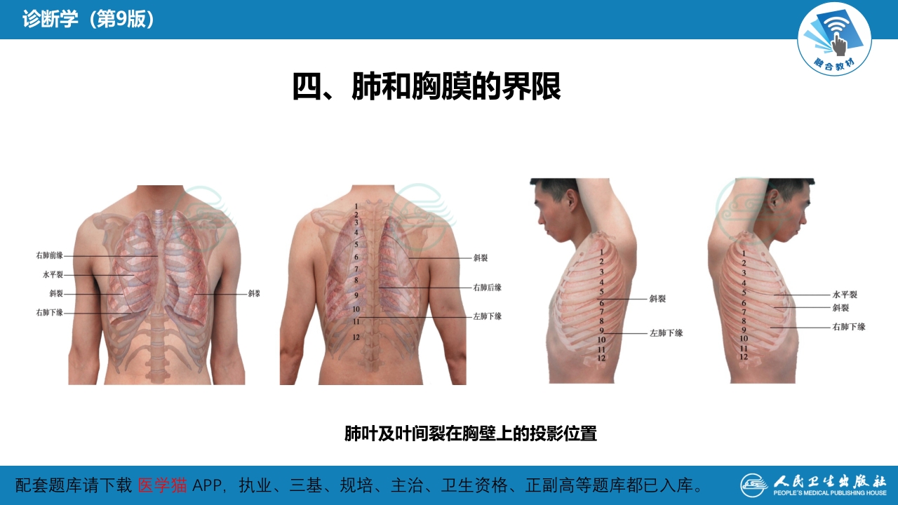第三篇 体格检查 第五章 胸部检查（第一节 至 第四节）