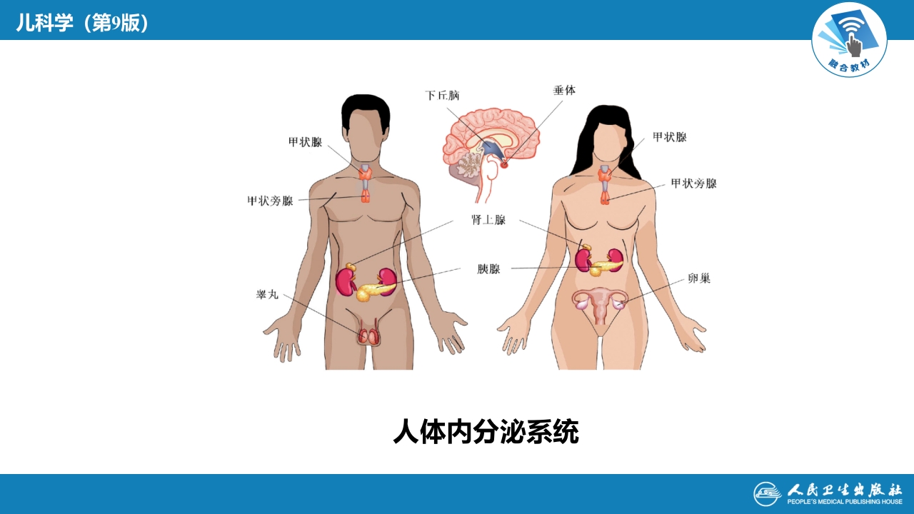 第十五章 内分泌疾病