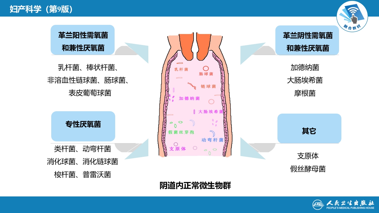 第十八章外阴及阴道炎症（第1节.