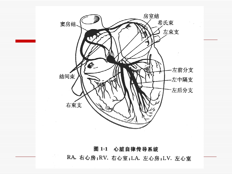 急诊班心律失常