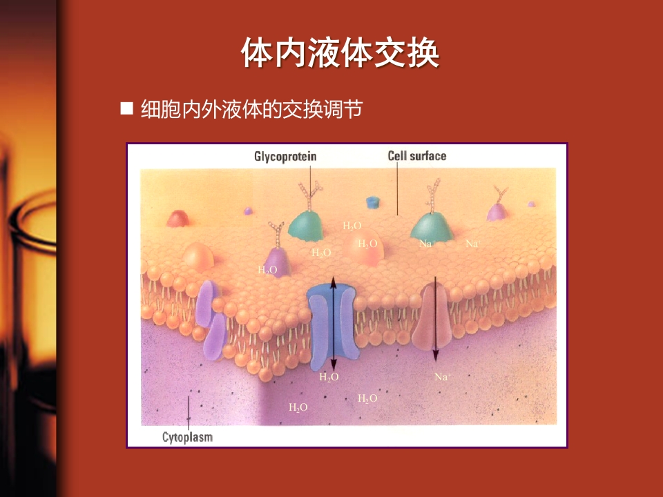 水、电解质与酸碱平衡紊乱