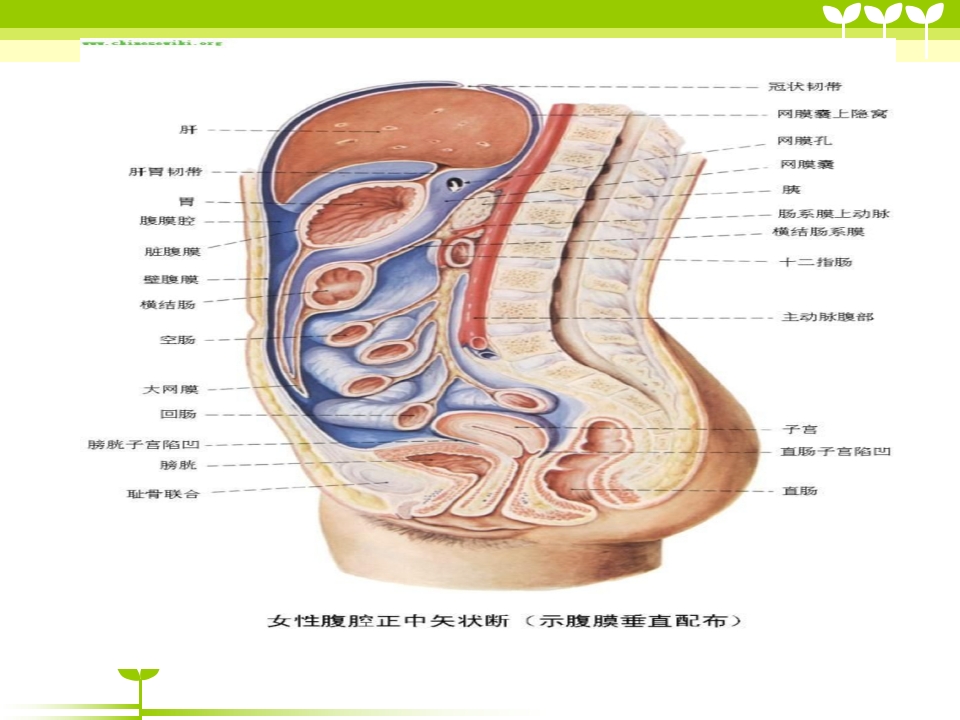 宫颈癌健康教育ppt