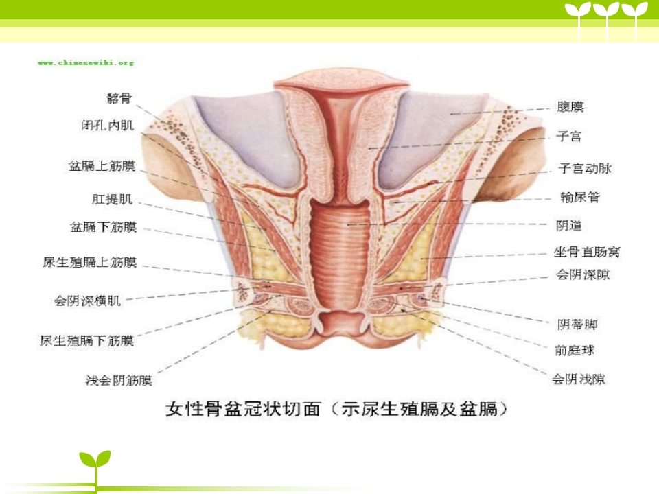 宫颈癌健康教育ppt