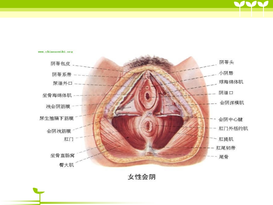 宫颈癌健康教育ppt