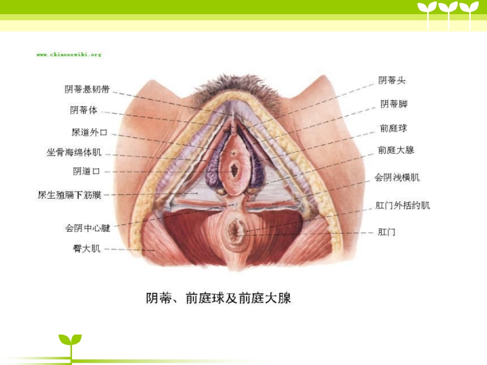 宫颈癌健康教育ppt