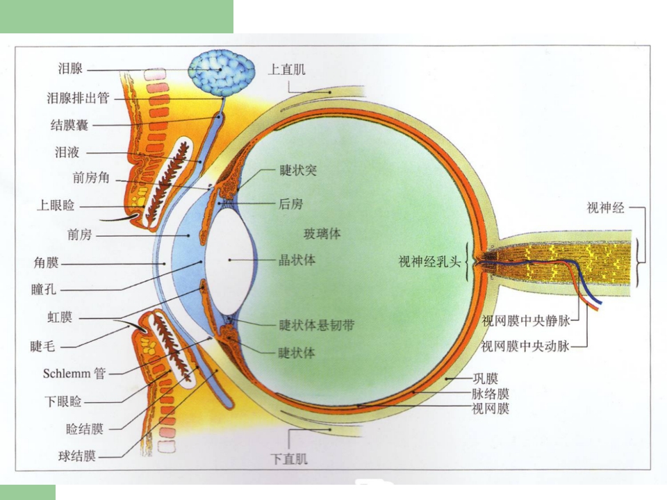 白内障护理查房