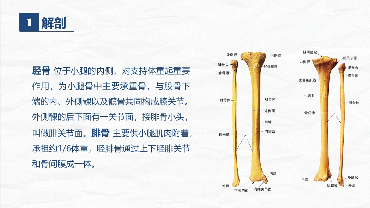 骨科-右胫腓骨远端骨折术合并骨盆骨折的护理查房