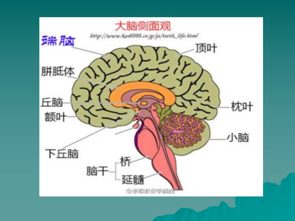 骨肿瘤围手术期护理