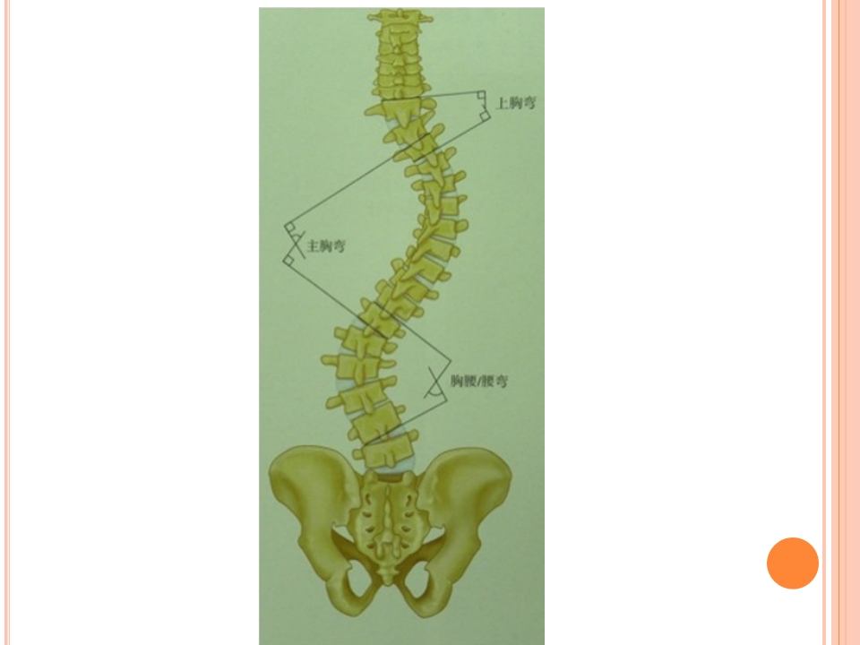 脊柱侧弯病人围手术期的护理