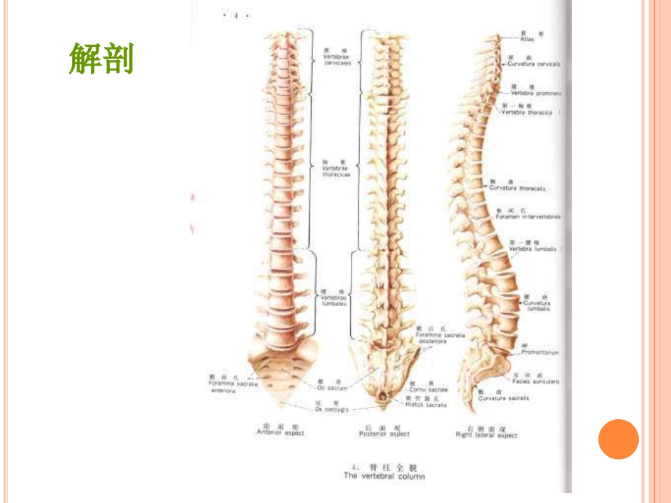 脊柱侧弯病人围手术期的护理