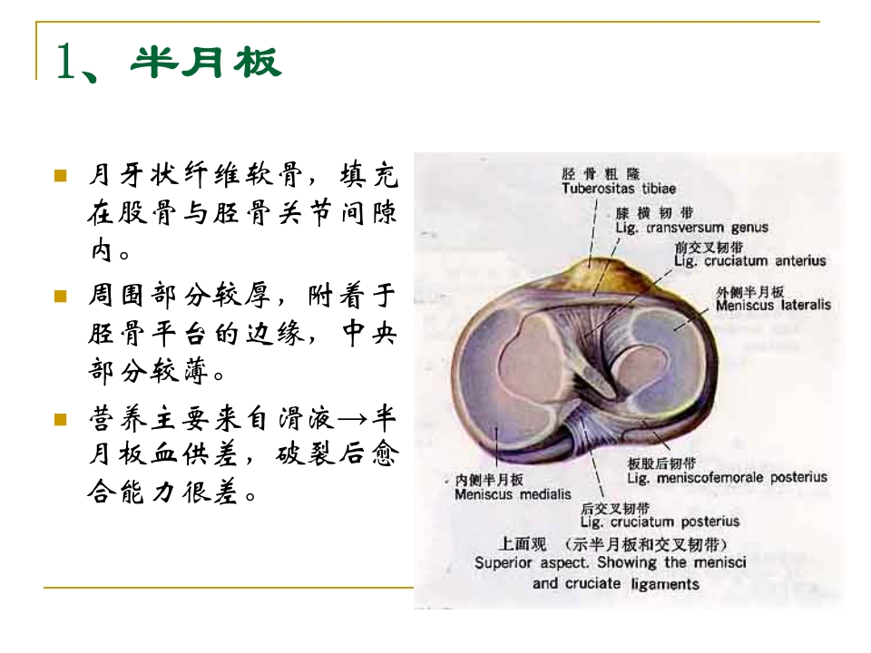 膝关节半月板损伤及护理