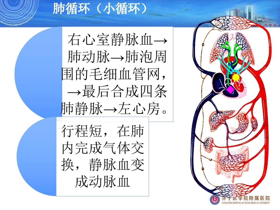 血流动力学监测