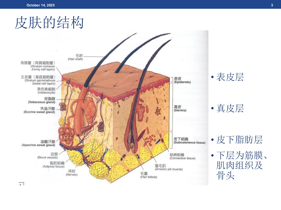 伤口基础知识、湿性愈合理论及伤口的评估与治疗