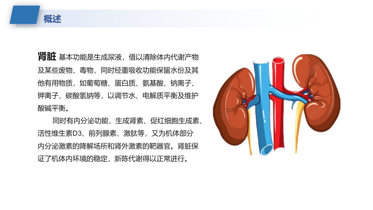 肾病综合征的护理业务学习课件