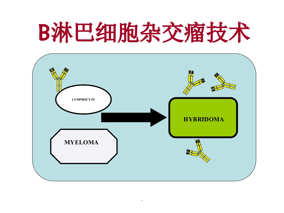 《抗体靶向治疗药物》