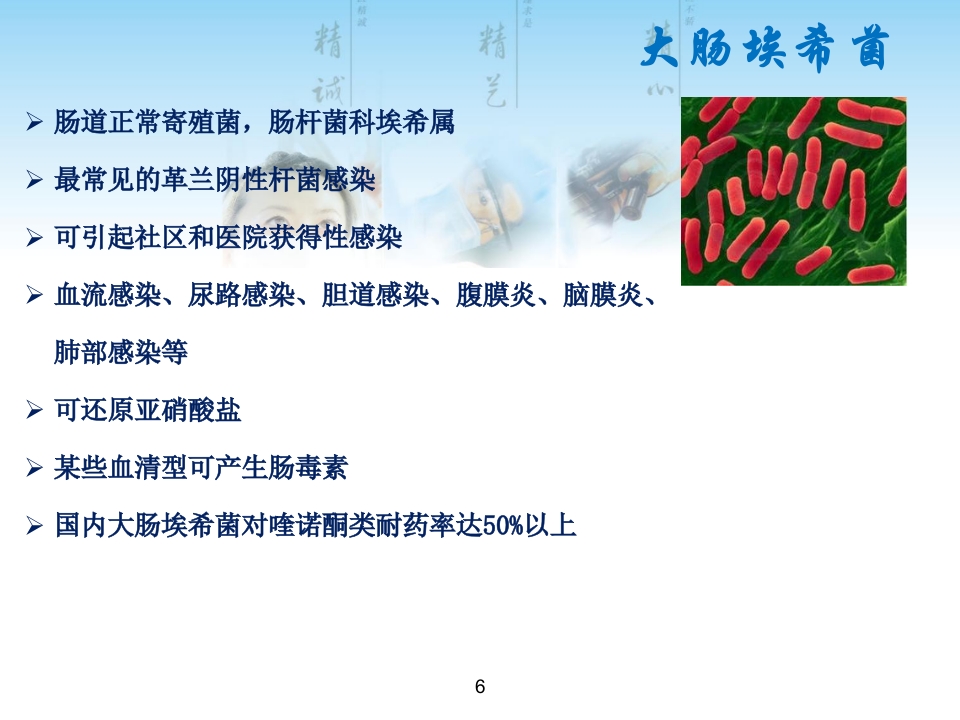 常见G菌及相关抗菌药物