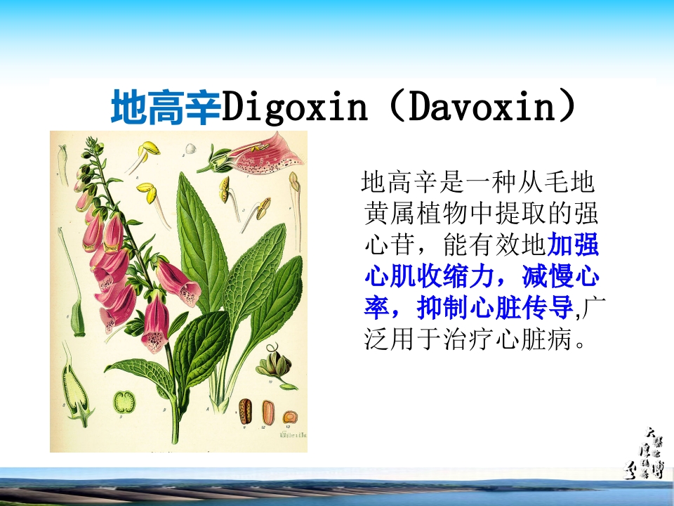 地高辛用药指导
