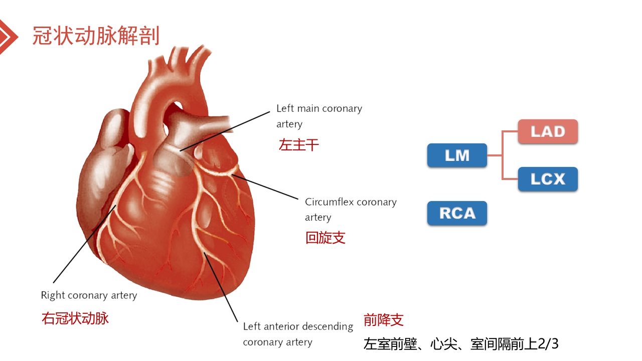 北京高校青年教师教学比赛获奖课件-医学类-冠心病的外科治疗