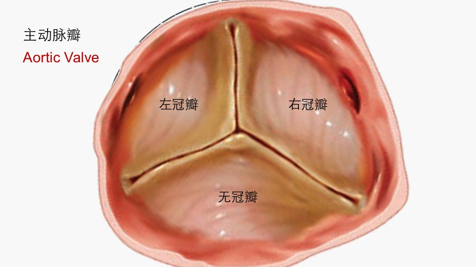 北京高校青年教师教学比赛获奖课件-医学类-主动脉瓣狭窄【27页】_20324130