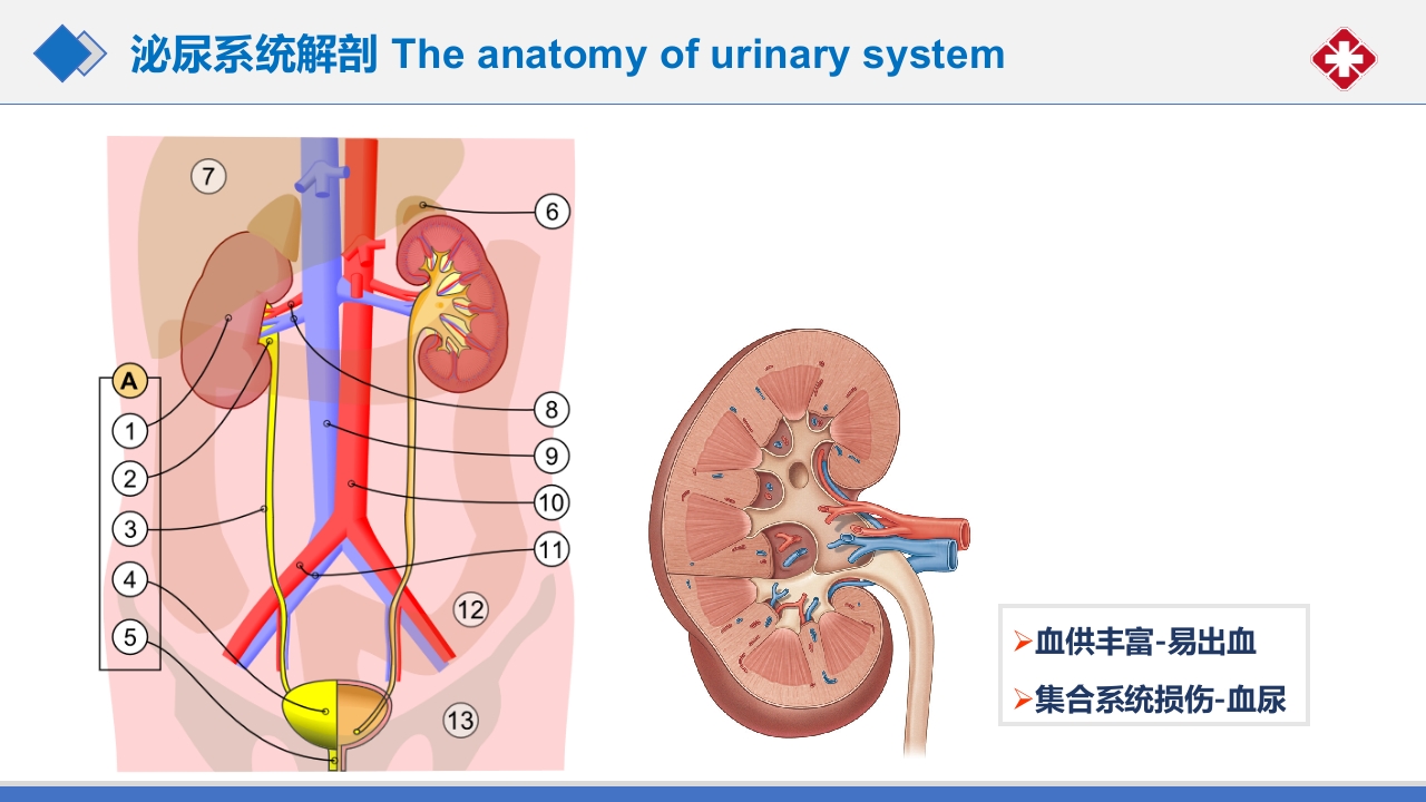 肾脏损伤的诊治(肾创伤)